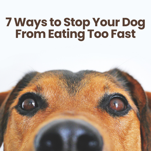 7 Ways to Stop Your Dog From Eating Too Fast – Slow Feeder Tips Beaurama