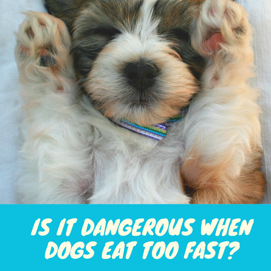 Is It Dangerous When Dogs Eat Too Fast? Beaurama