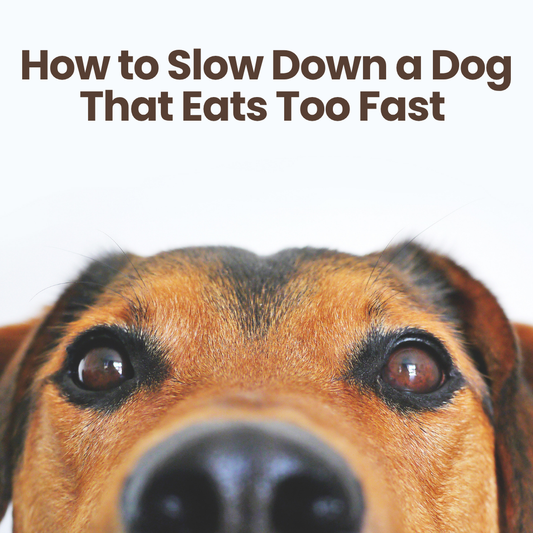 How to Slow Down a Dog That Eats Too Fast (7 Proven Methods) Beaurama