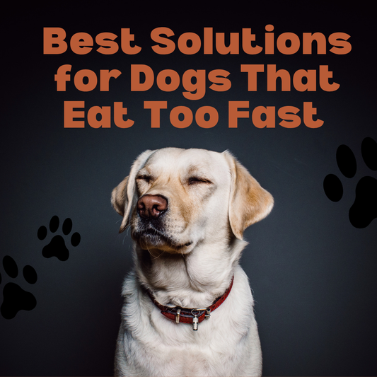 Best Solutions for Dogs That Eat Too Fast (Top 7 Fixes That Work) Beaurama