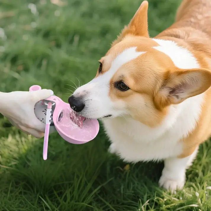 dog water bottle for walks and travel 